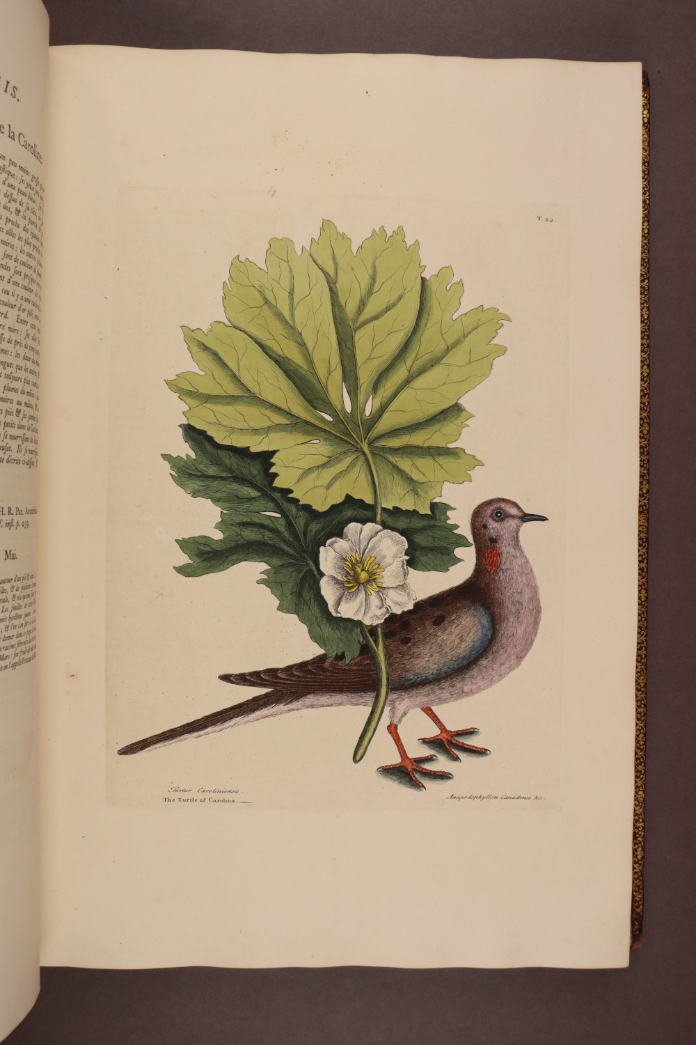 Plate 24